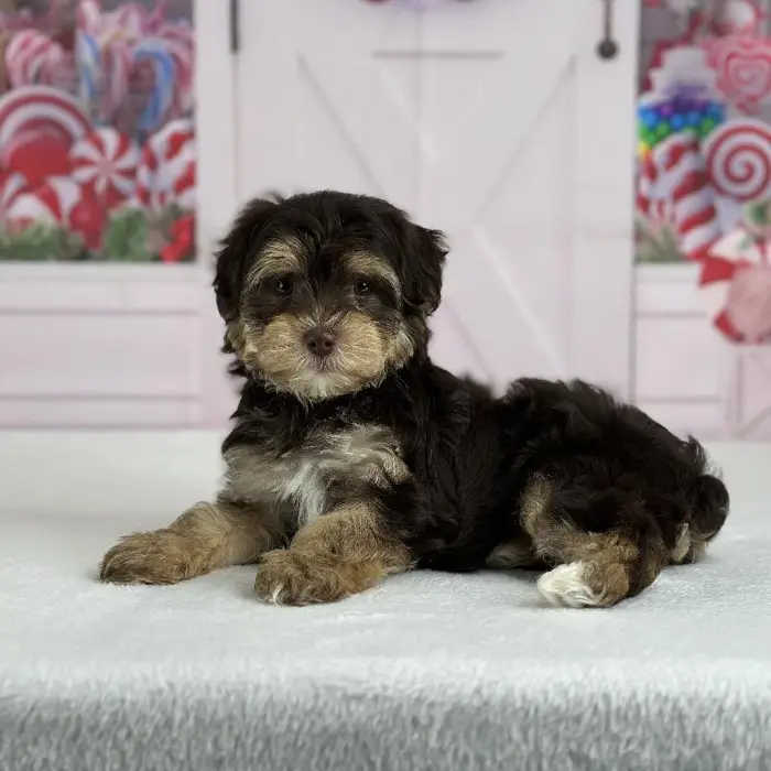 Female Yochon Puppy for Sale in Indianapolis, IN