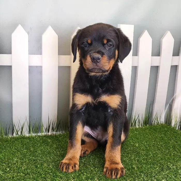 Male Rottweiler Puppy for Sale in Schererville, IN