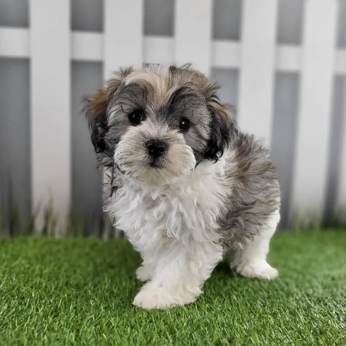 Male Coton-Poo Puppy for Sale in Schererville, IN