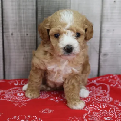 Female Toy Poodle Puppy for Sale in Schererville, IN