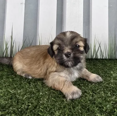 Male Lhasa Apso Puppy for Sale in Schererville, IN