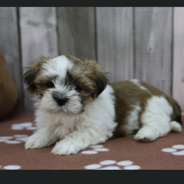 Female Lhasa Apso Puppy for Sale in Schererville, IN