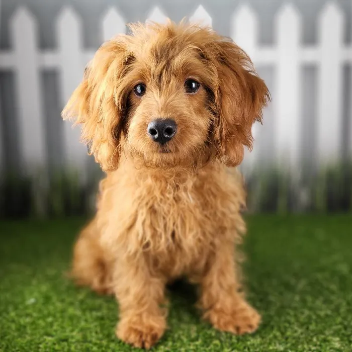 Male Cavapoo Puppy for Sale in Schererville, IN
