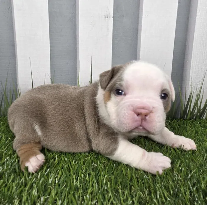 Female Victorian Bulldog Puppy for Sale in Schererville, IN