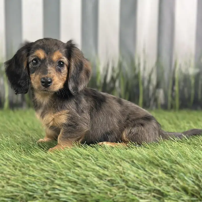 Female Miniature Dachshund Puppy for Sale in Schererville, IN