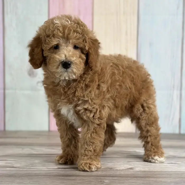 Male Miniature Poodle Puppy for Sale in Indianapolis, IN