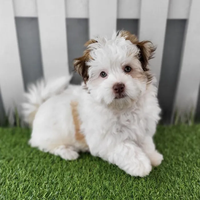Female Havanese Puppy for Sale in Schererville, IN