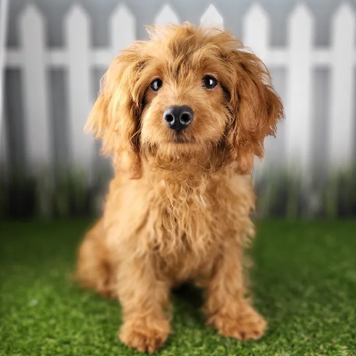 Male Cavapoo Puppy for Sale in Schererville, IN