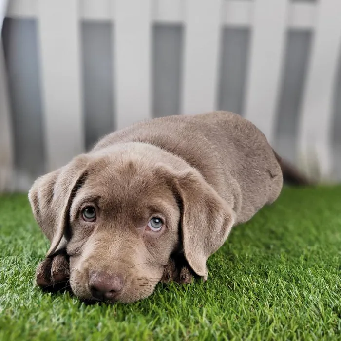 Male Labrador Retriever Puppy for Sale in Schererville, IN