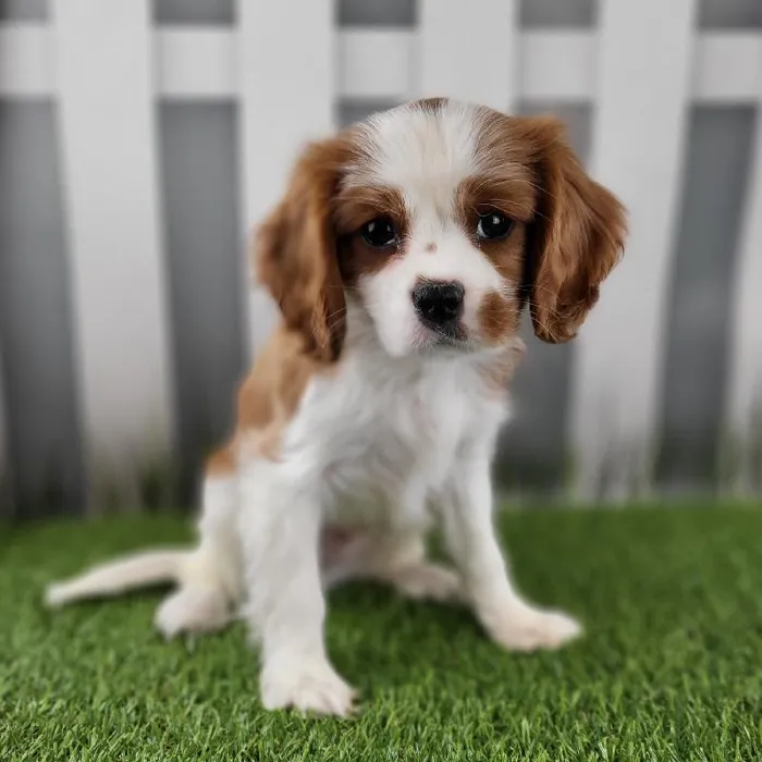 Male Cavalier King Charles Spaniel Puppy for Sale in Schererville, IN