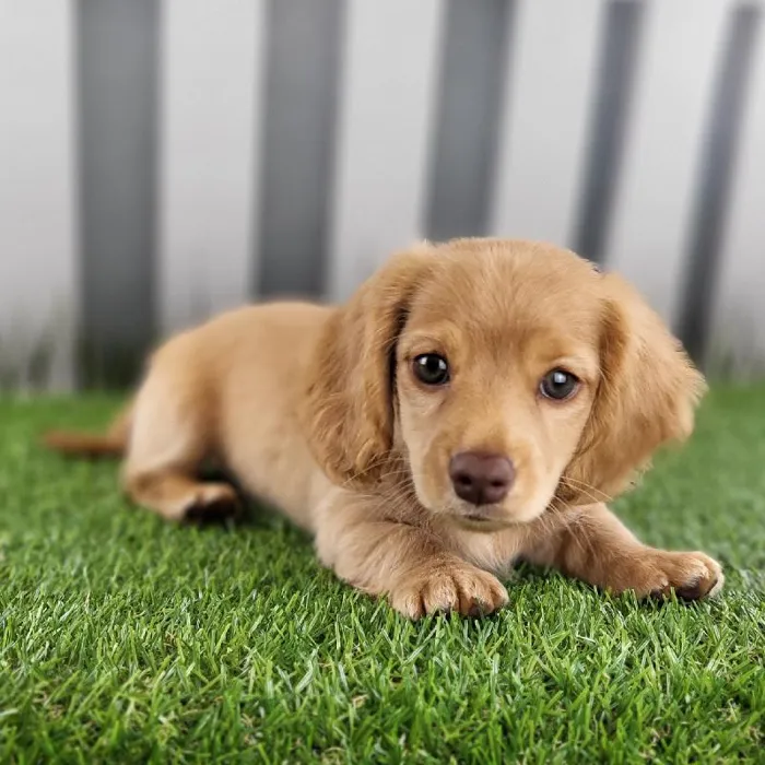 Male Miniature Dachshund Puppy for Sale in Schererville, IN