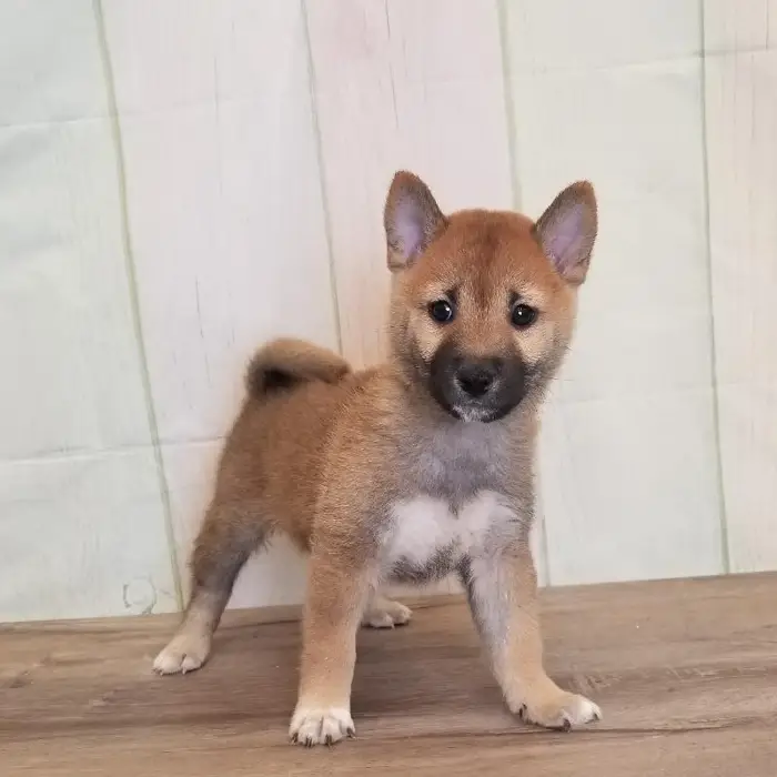 Male Shiba Inu Puppy for Sale in Schererville, IN
