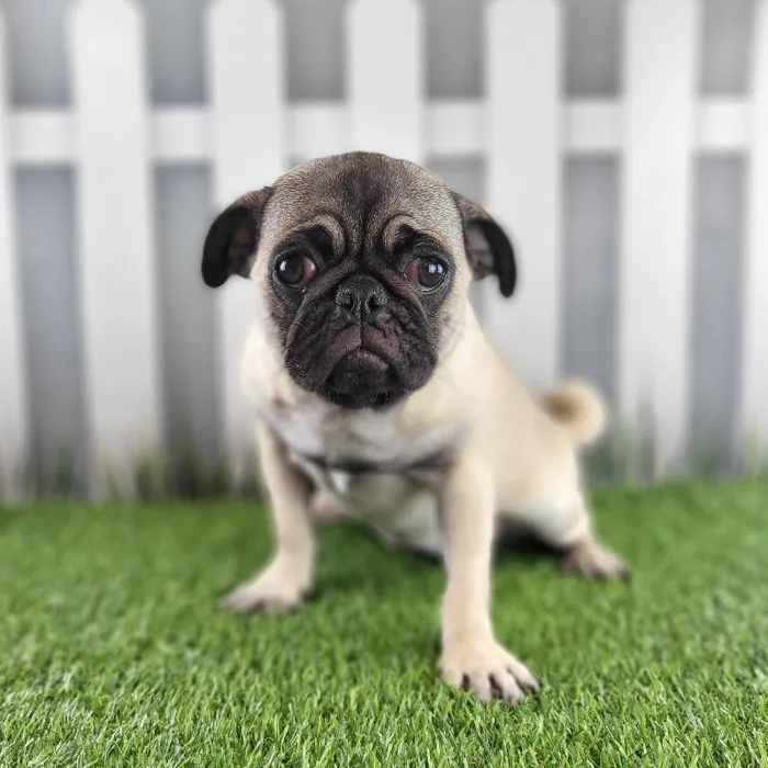 Female Pug Puppy for Sale in Schererville, IN