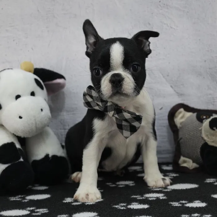 Female Boston Terrier Puppy for Sale in Schererville, IN