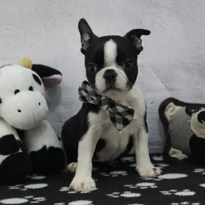 Female Boston Terrier Puppy for Sale in Schererville, IN