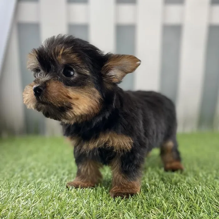 Male Yorkshire Terrier Puppy for Sale in Schererville, IN