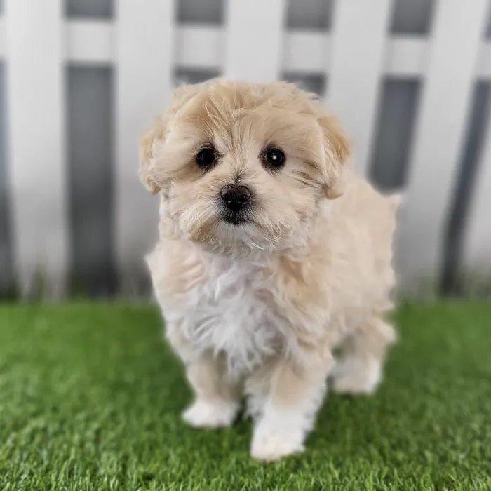 Female Maltipoo Puppy for Sale in Schererville, IN