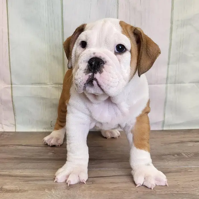 Male English Bulldog Puppy for Sale in Schererville, IN