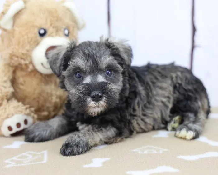 Female Miniature Schnauzer Puppy for Sale in Schererville, IN