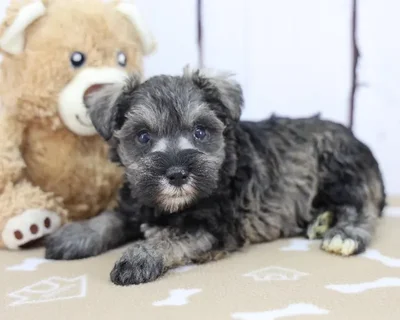 Female Miniature Schnauzer Puppy for Sale in Schererville, IN