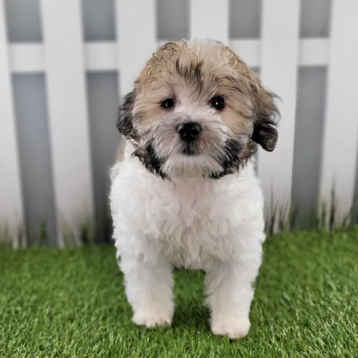 Female Coton De Tulear Puppy for Sale in Schererville, IN