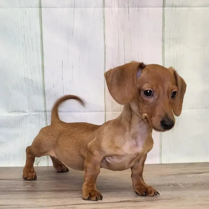 Female Miniature Dachshund Puppy for Sale in Schererville, IN