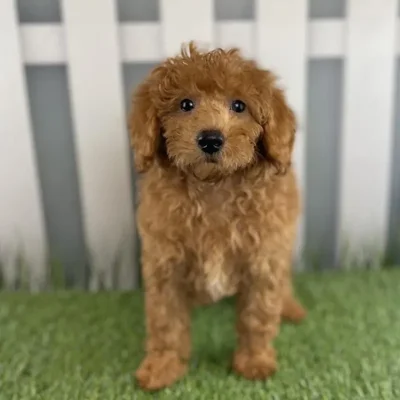 Male Toy Poodle Puppy for Sale in Schererville, IN