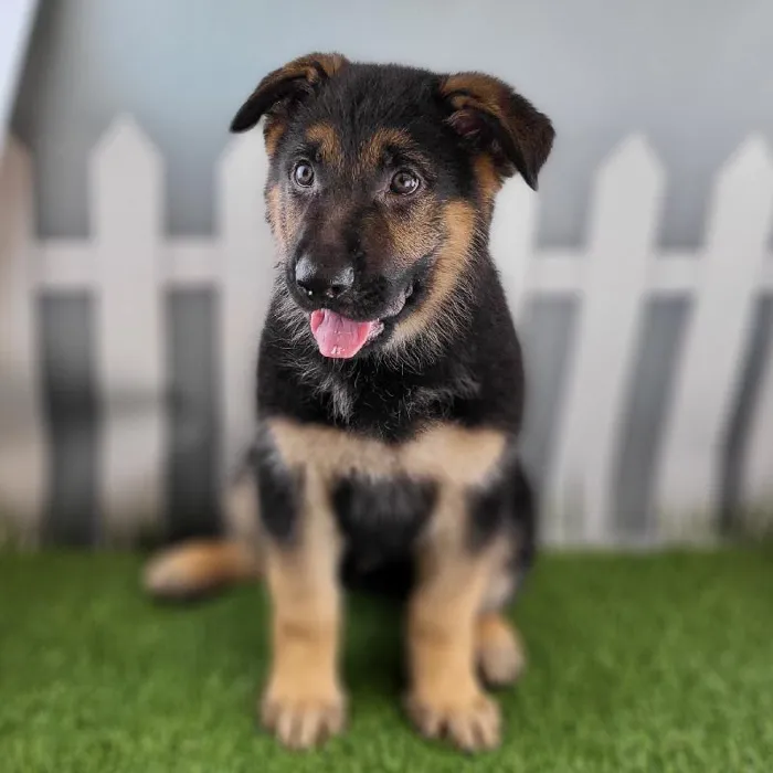 Male German Shepherd Puppy for Sale in Schererville, IN