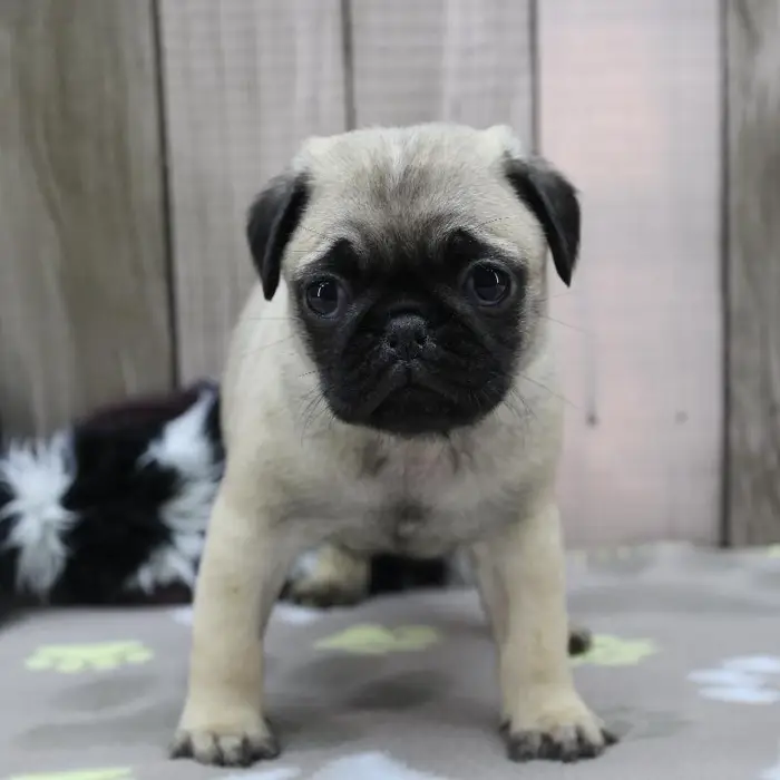 Male Pug Puppy for Sale in Schererville, IN
