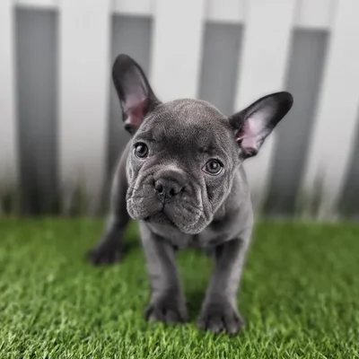 Female French Bulldog Puppy for Sale in Schererville, IN