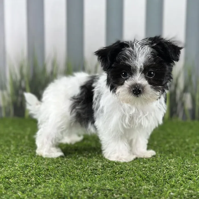Male Morkie Puppy for Sale in Indianapolis, IN