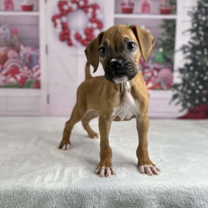 Male Boxer Puppy for Sale in Indianapolis, IN