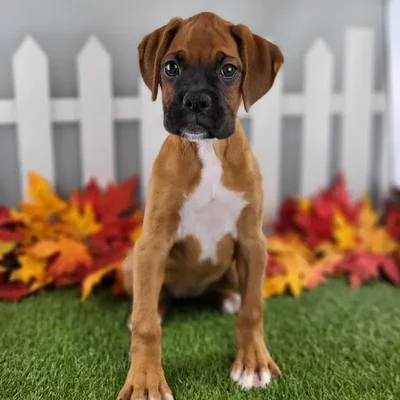 Female Boxer Puppy for Sale in Schererville, IN