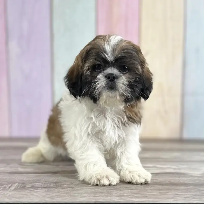 Male Shih Tzu Puppy for Sale in Schererville, IN