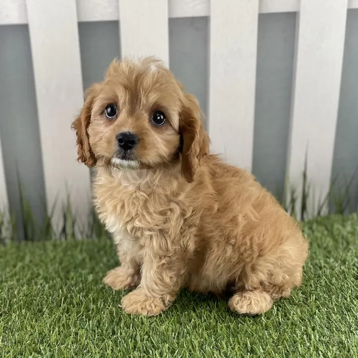 Male Cavapoo Puppy for Sale in Schererville, IN
