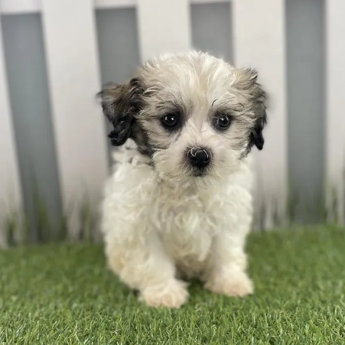Female Havanese Puppy for Sale in Schererville, IN