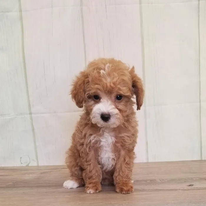 Female Toy Poodle Puppy for Sale in Schererville, IN
