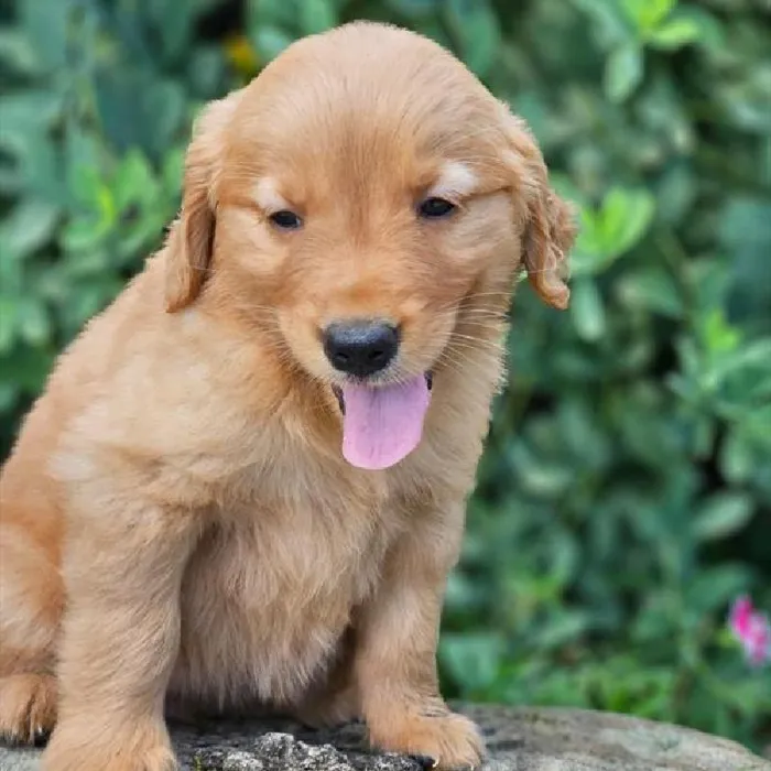 Female Golden Retriever Puppy for Sale in Schererville, IN