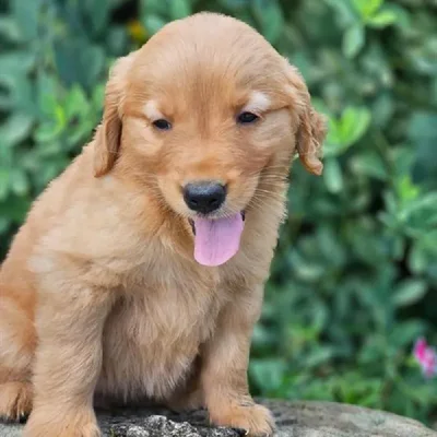 Female Golden Retriever Puppy for Sale in Schererville, IN