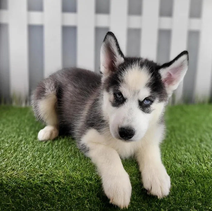 Female Siberian Husky Puppy for Sale in Schererville, IN