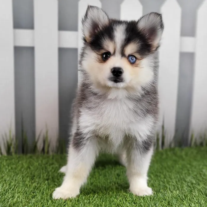 Female Pomsky Puppy for Sale in Indianapolis, IN