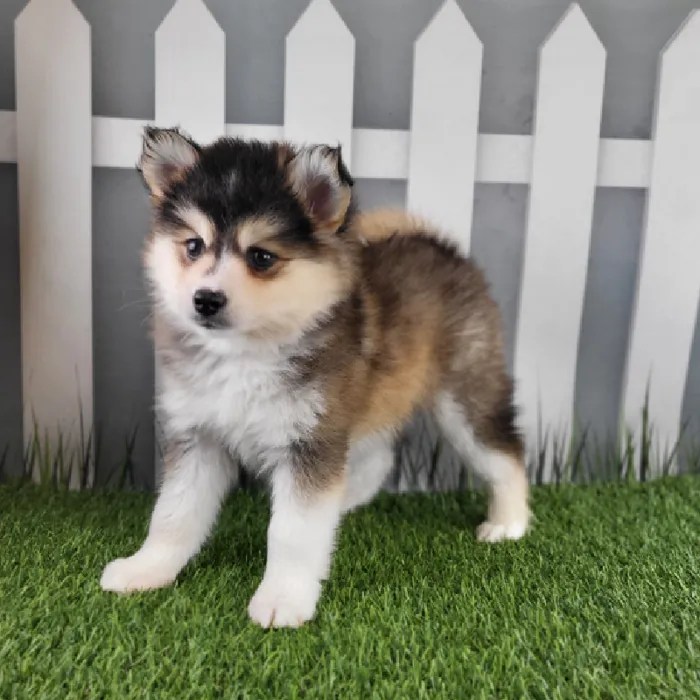 Female Pomsky Puppy for Sale in Schererville, IN