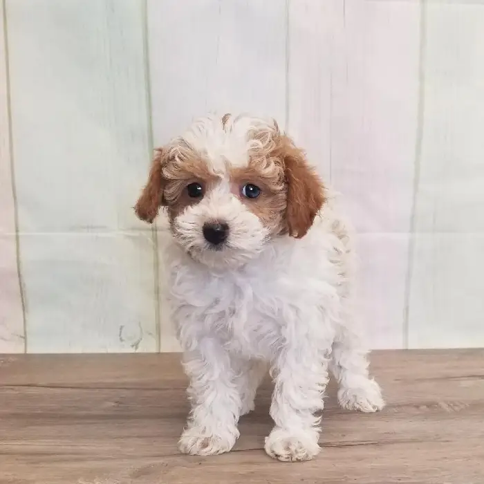 Female Toy Poodle Puppy for Sale in Schererville, IN