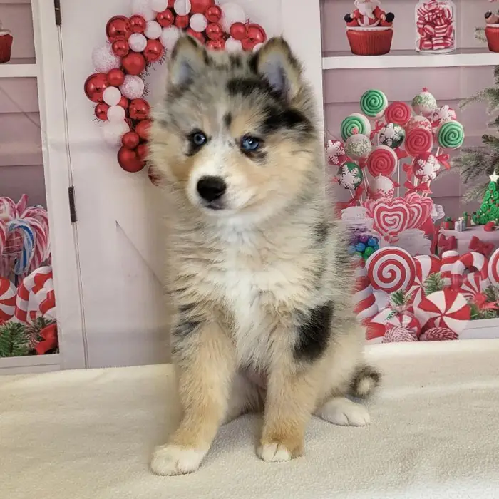 Male Pomsky Puppy for Sale in Schererville, IN