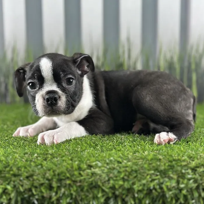 Male Boston Terrier Puppy for Sale in Schererville, IN