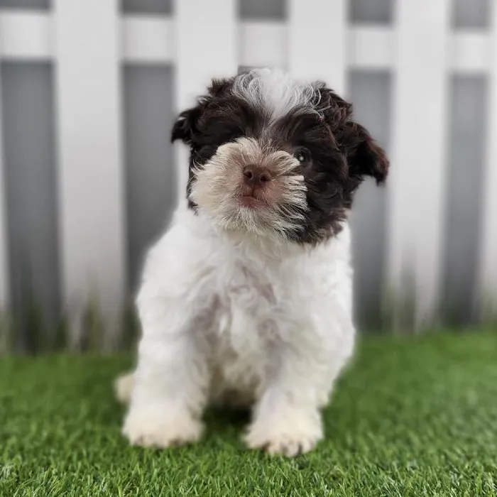 Male Havanese Puppy for Sale in Schererville, IN