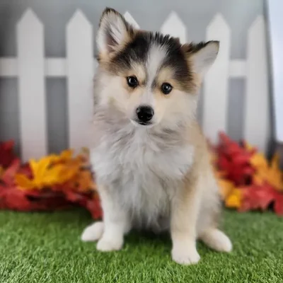 Male Pomsky Puppy for Sale in Schererville, IN