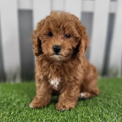 Female Cavapoo Puppy for Sale in Schererville, IN