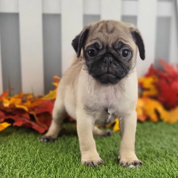 Male Pug Puppy for Sale in Schererville, IN