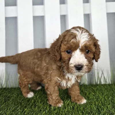 Male Cavapoo Puppy for Sale in Schererville, IN